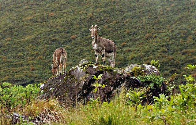 Eravikulam National Park, Munnar